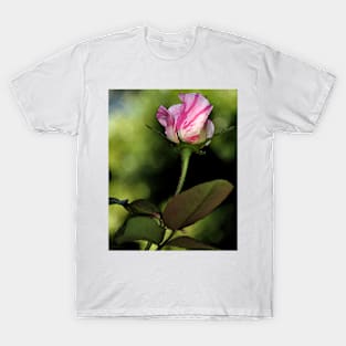 Candy Cane Rose Bud T-Shirt